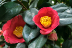 茶花