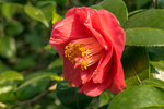 山茶花