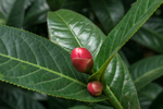 茶花