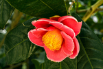 茶花