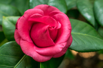 茶花