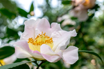 茶花
