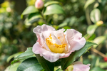 茶花