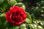 茶花