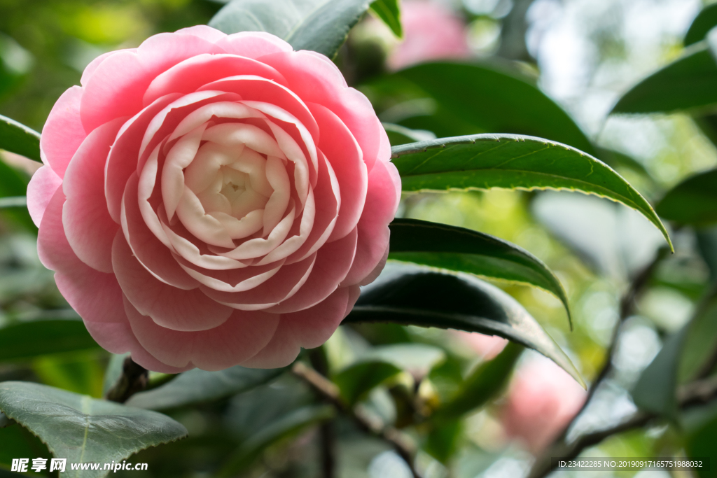 山茶花