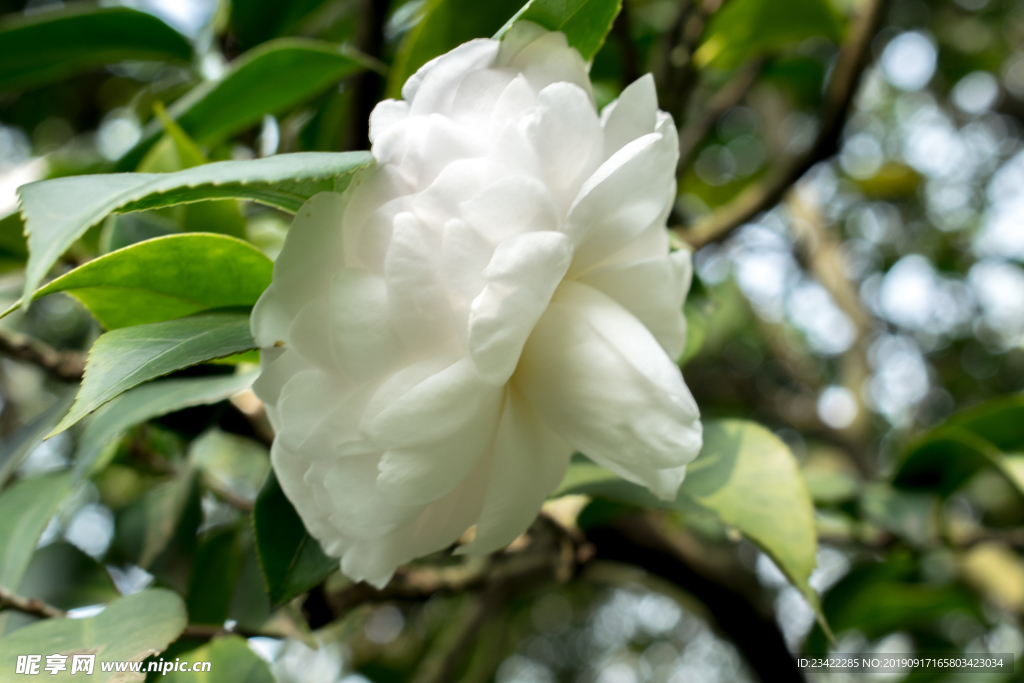 茶花