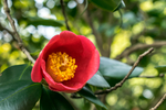 茶花