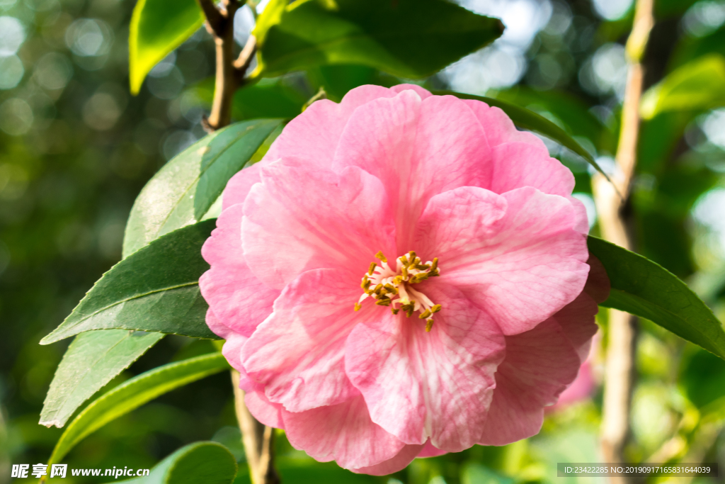 茶花