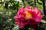茶花