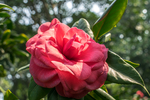 山茶花