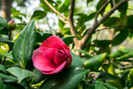 山茶花