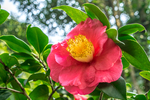 美丽茶花