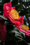 山茶花