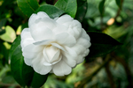 茶花