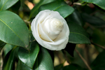 茶花