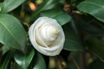 山茶花