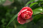 山茶花