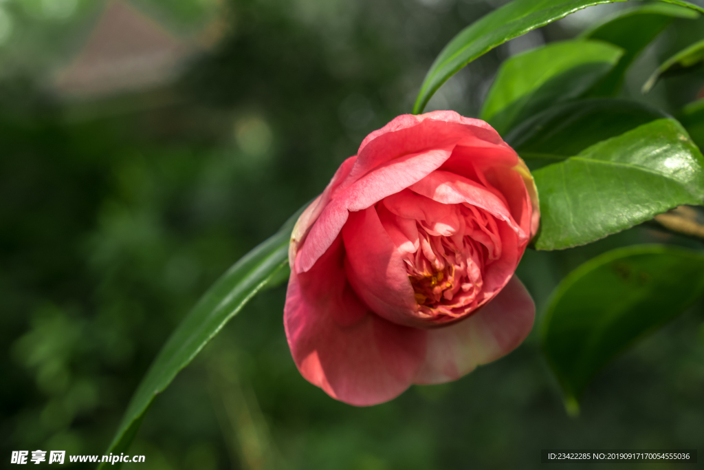 山茶花