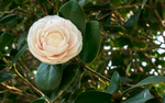 山茶花
