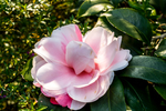 茶花