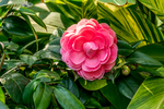 山茶花