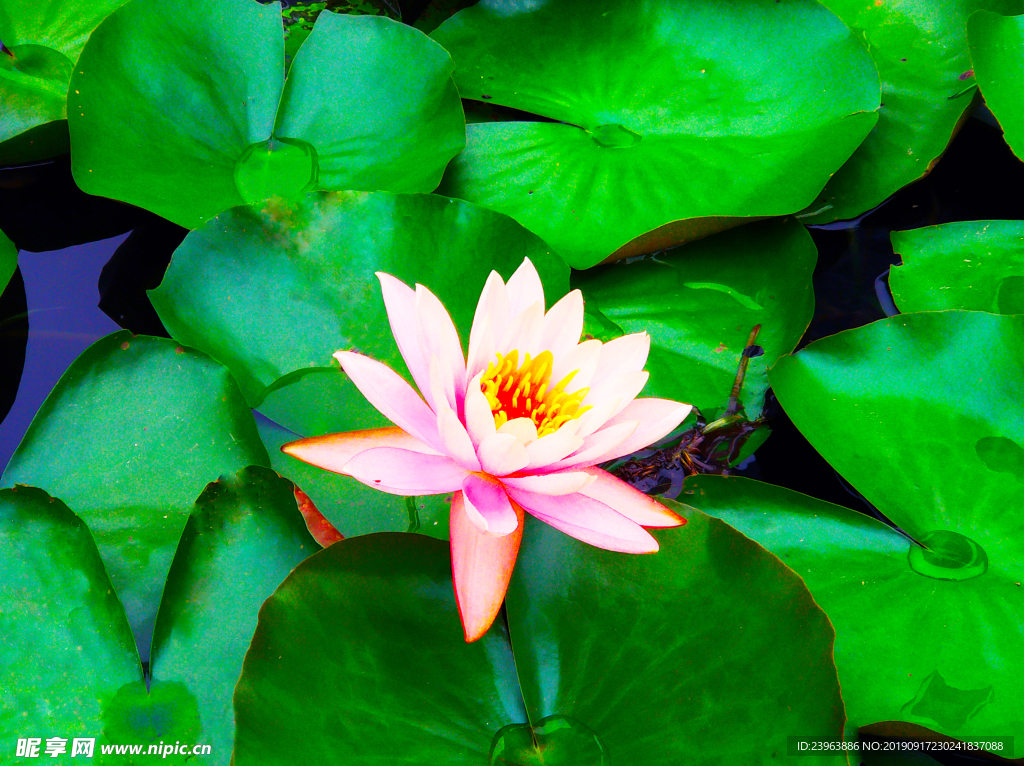 荷花特写