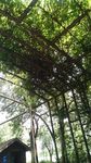 紫藤花