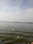 海鸥