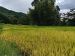稻田 山村稻田