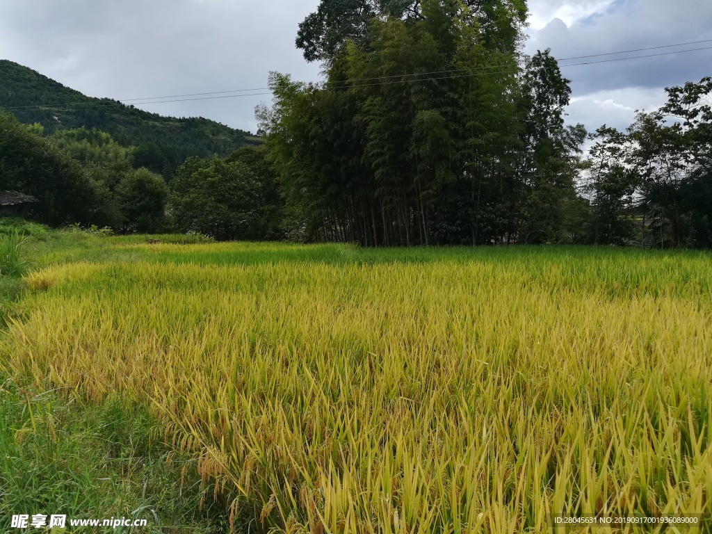 稻田 山村稻田
