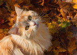 猫咪
