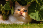 猫咪