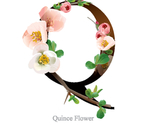 花体字母
