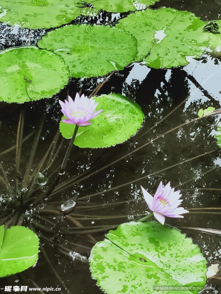 荷花