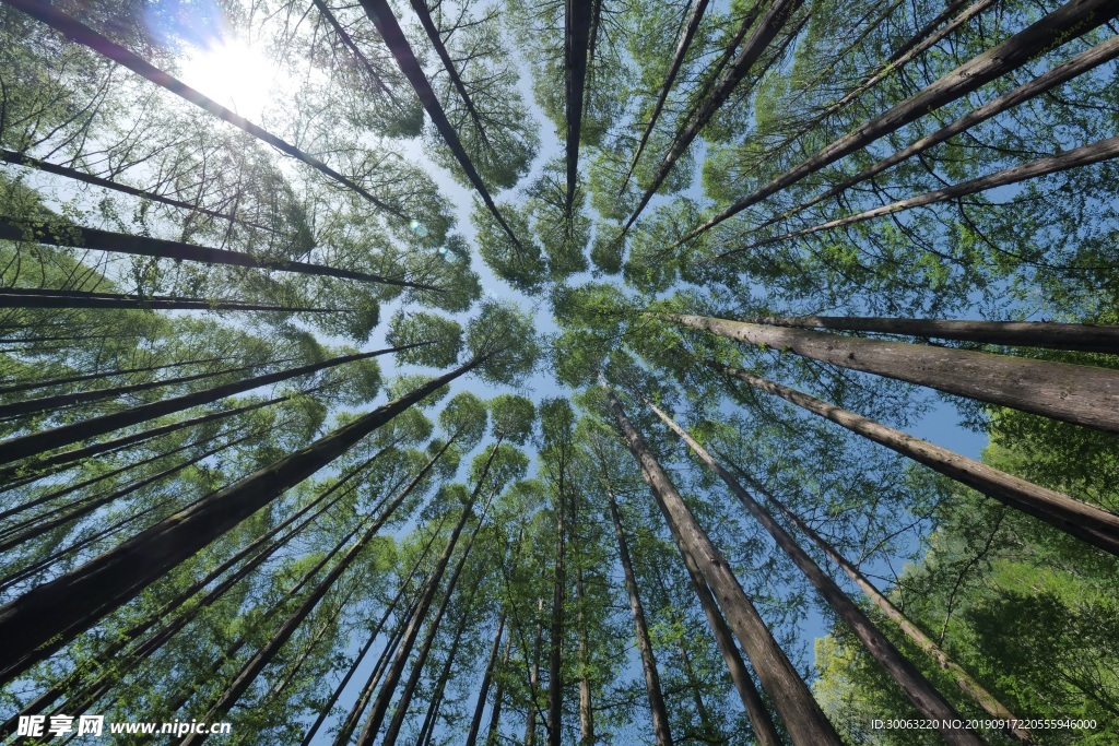 绿树