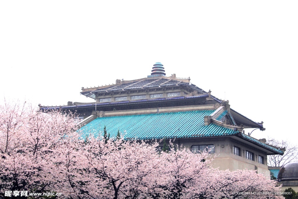 樱花