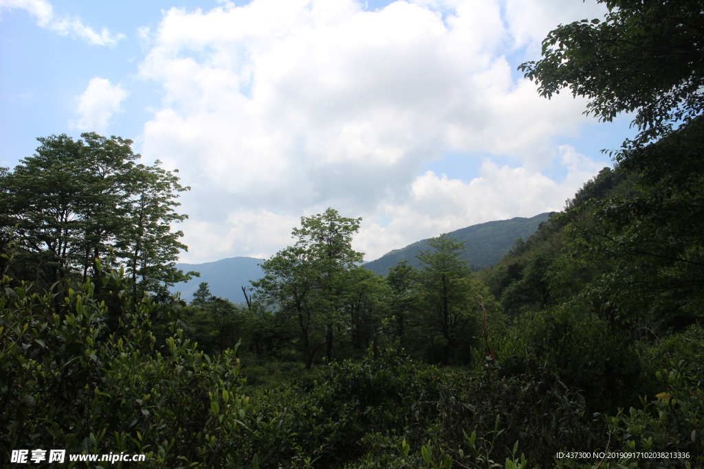 武夷山茶园风景