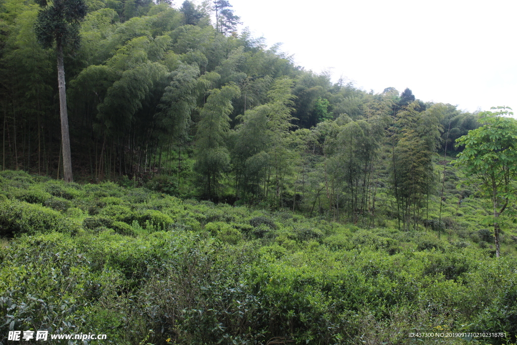 武夷山茶园风景