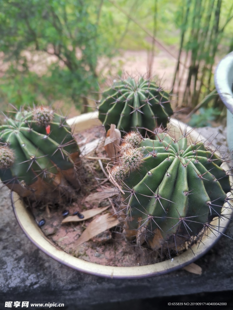 植物