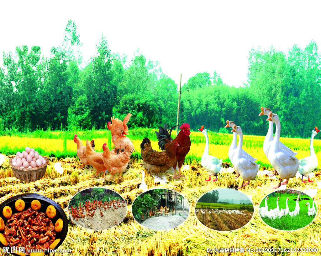 鸡鸭鱼 | 美食摄影|摄影|产品摄影|深圳影食视觉_原创作品-站酷ZCOOL