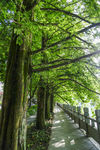 水杉