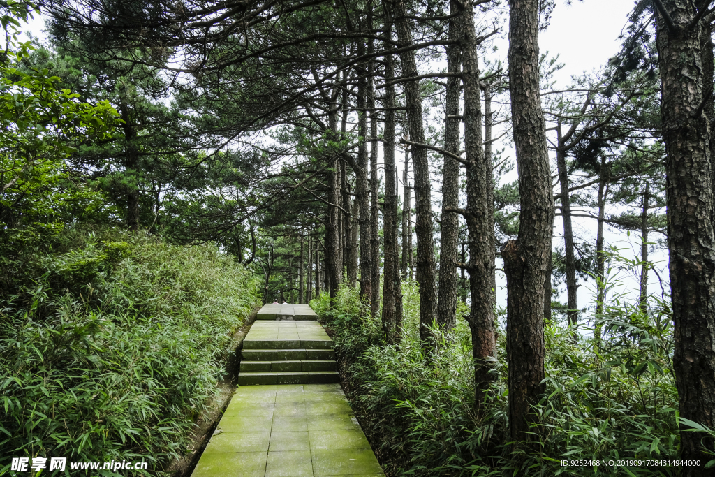 松树林