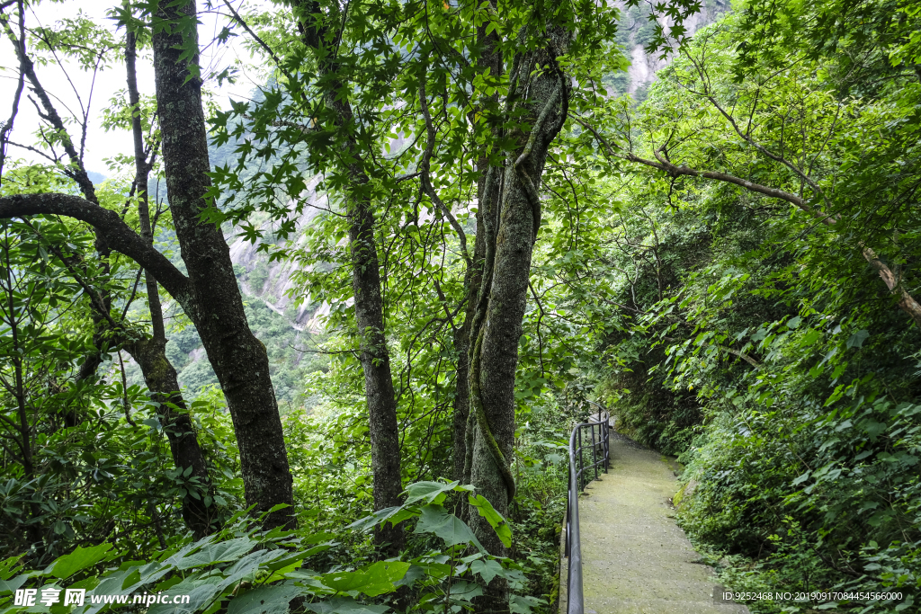 森林步道