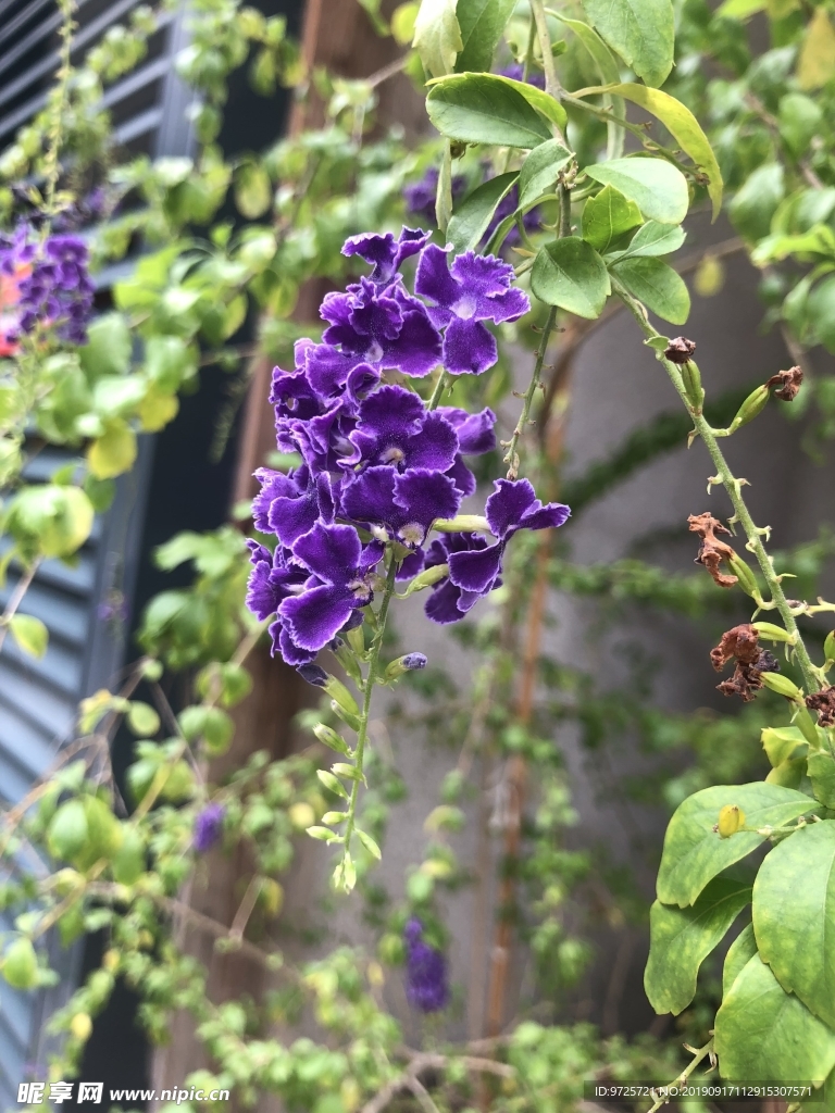 紫色小花随拍
