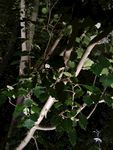 夜灯下的树影树枝