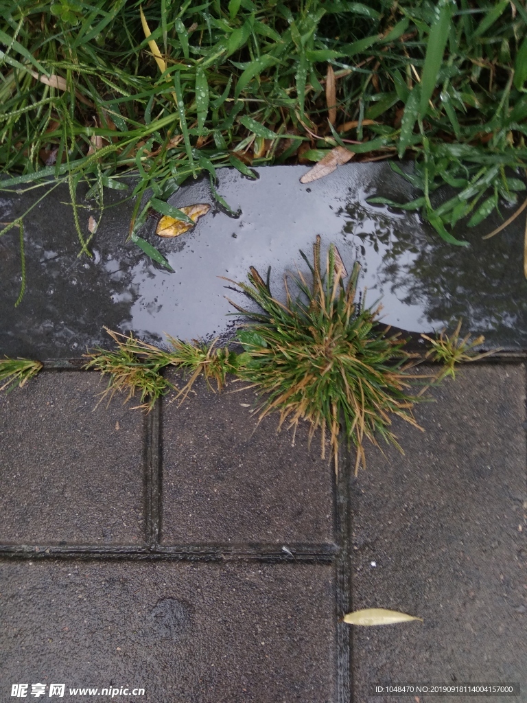 雨后路边草地