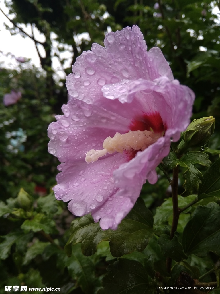 夏天雨后的花朵