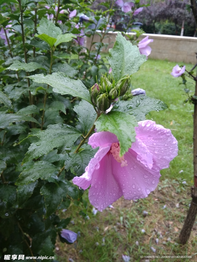 夏天雨后的花朵