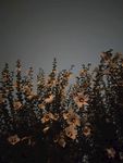 夏夜盛开的花朵