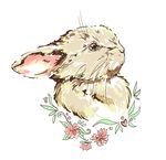 兔子
